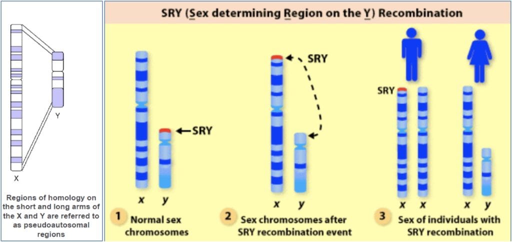 Anomalies in sex determination