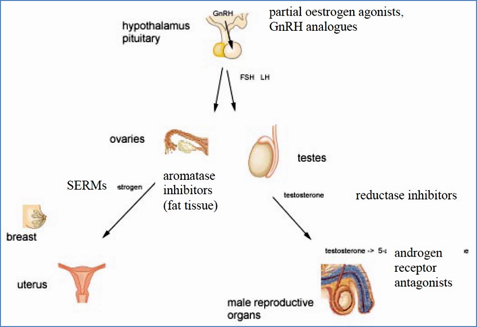 Sex hormone modifying drugs
