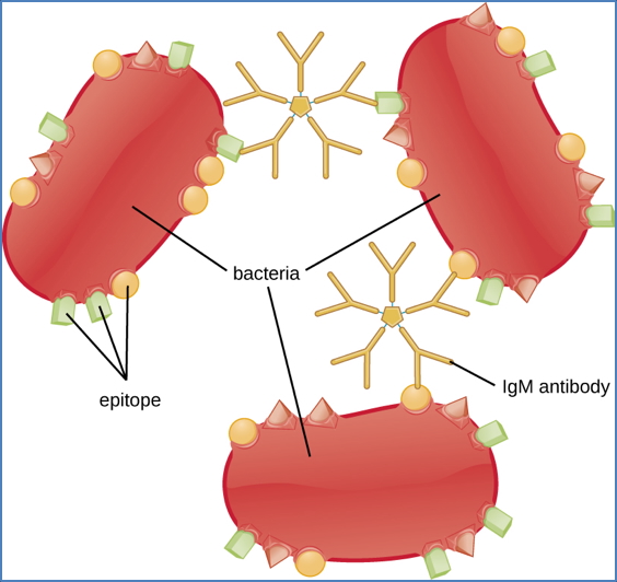 immunity to bacteria: Agglutination