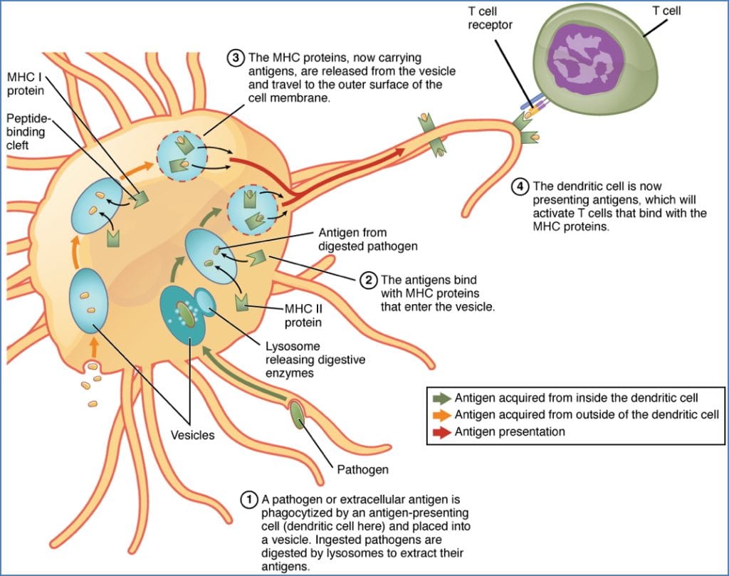 innate–adaptive link : Antigen-Presenting Cells