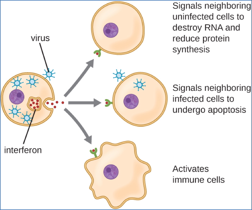innate immune system: Antimicrobial proteins (Eg- Interferon & Complement