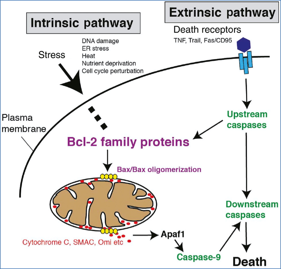 Apoptosis is Regulated by CASPASES