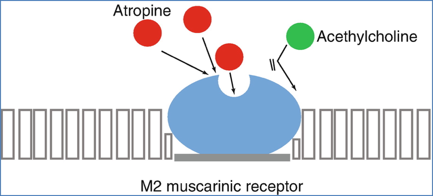 antiarrhythmic drugs: Atropine