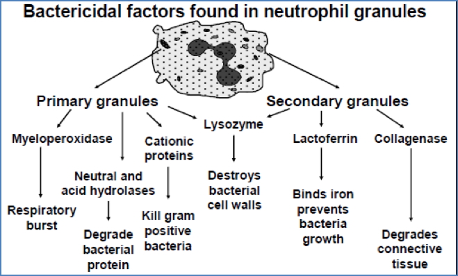 immunity to bacteria: Bactericidal Granules