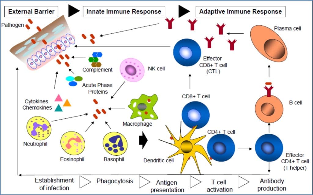 immune system overview: Basic Diagram of the Immune System