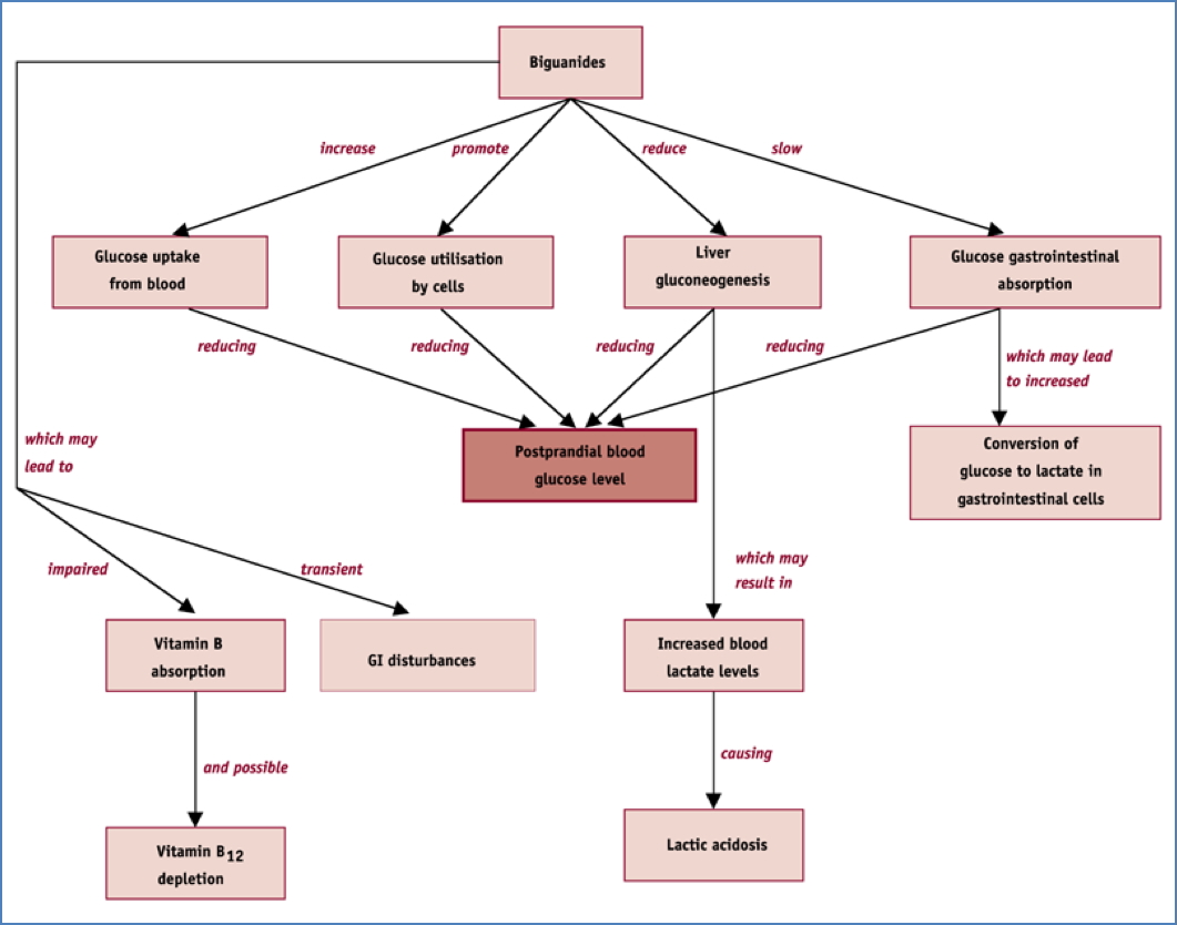 oral hypoglycaemics: Biguanides