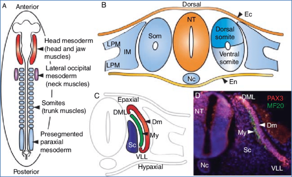 genetics of development: Body Plan Formation
