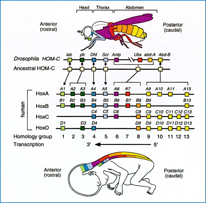 genetics of development: Body Plan Formation