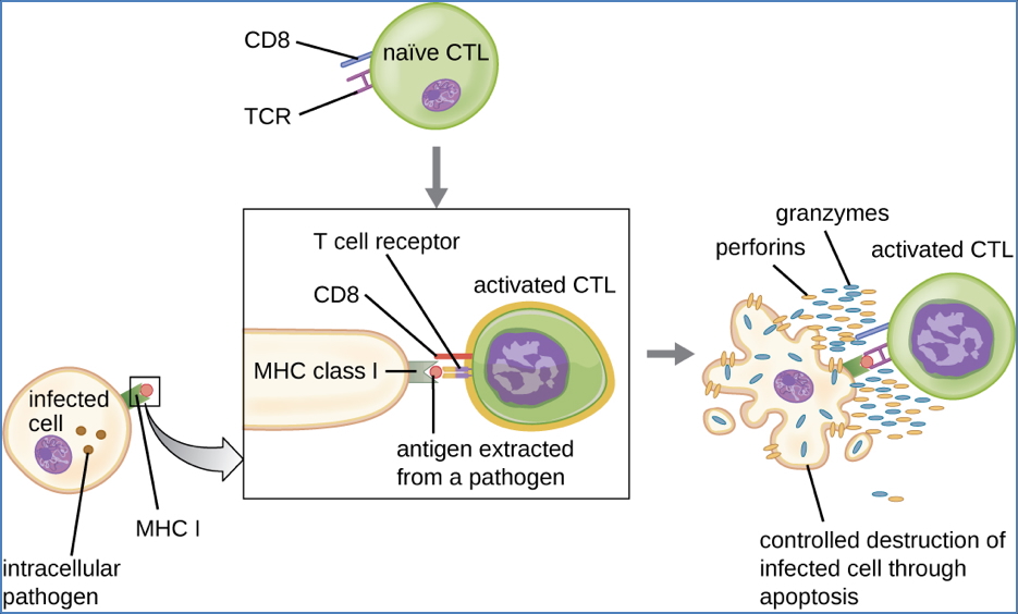 immunity to bacteria: CD8-T-Cytotoxic Cells