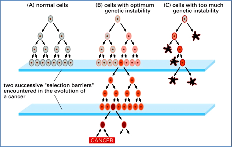 Cancer Cells Undergo Selection for Specific Traits