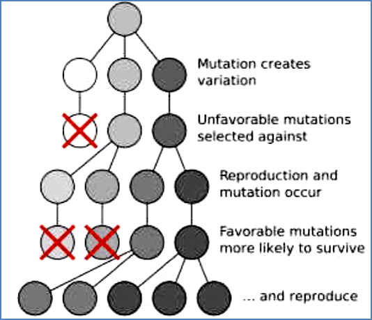 Cancer Cells Undergo Selection for Specific Traits