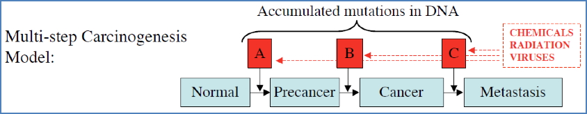 Cancer is a Genetic Disease at its Fundamental Level