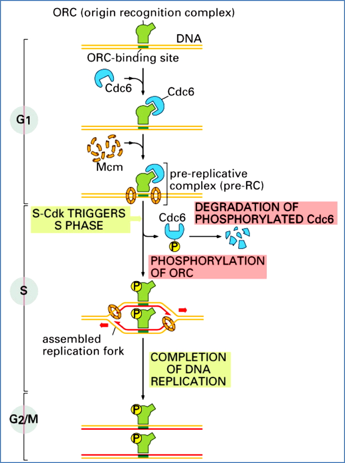 the cell cycle: Cdc6