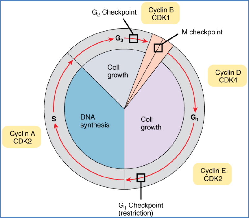 Cell-Cycle Checkpoints & Cancer