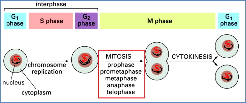 Cell-Cycle Checkpoints & Cancer