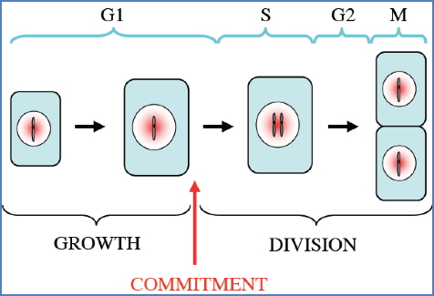 Cell-Cycle Checkpoints & Cancer