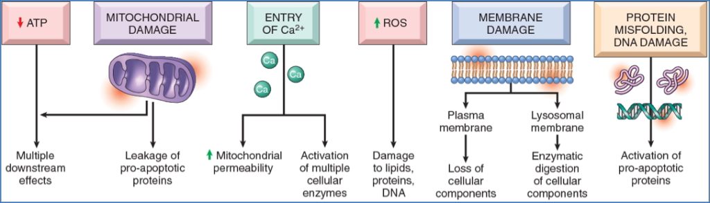 Cell Injury & Cell Death