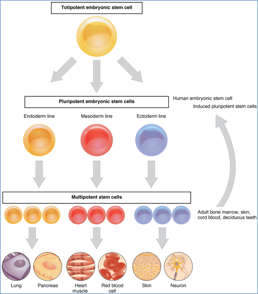 genetics of development: Cell Lineage