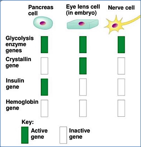 genetics of development: Cell Lineage