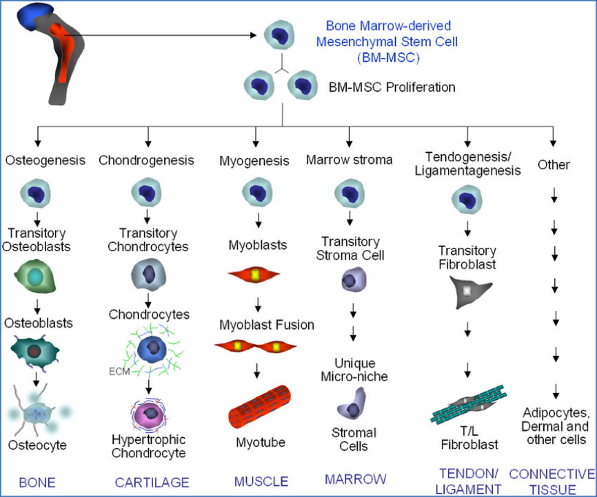 Structural elements of connective tissue