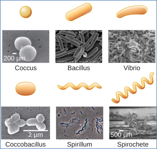 microbiology of bacteria: Cellular Morphology