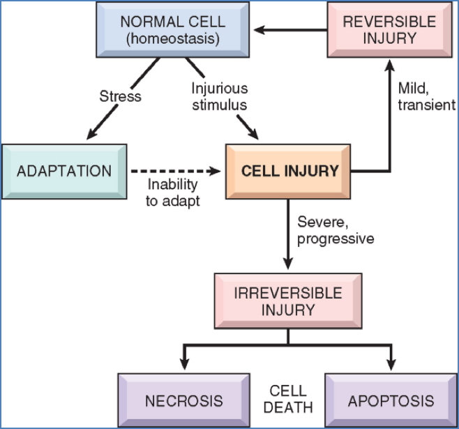 Cell Injury and Death - Cellular Responses to Stress & Noxious Stimuli
