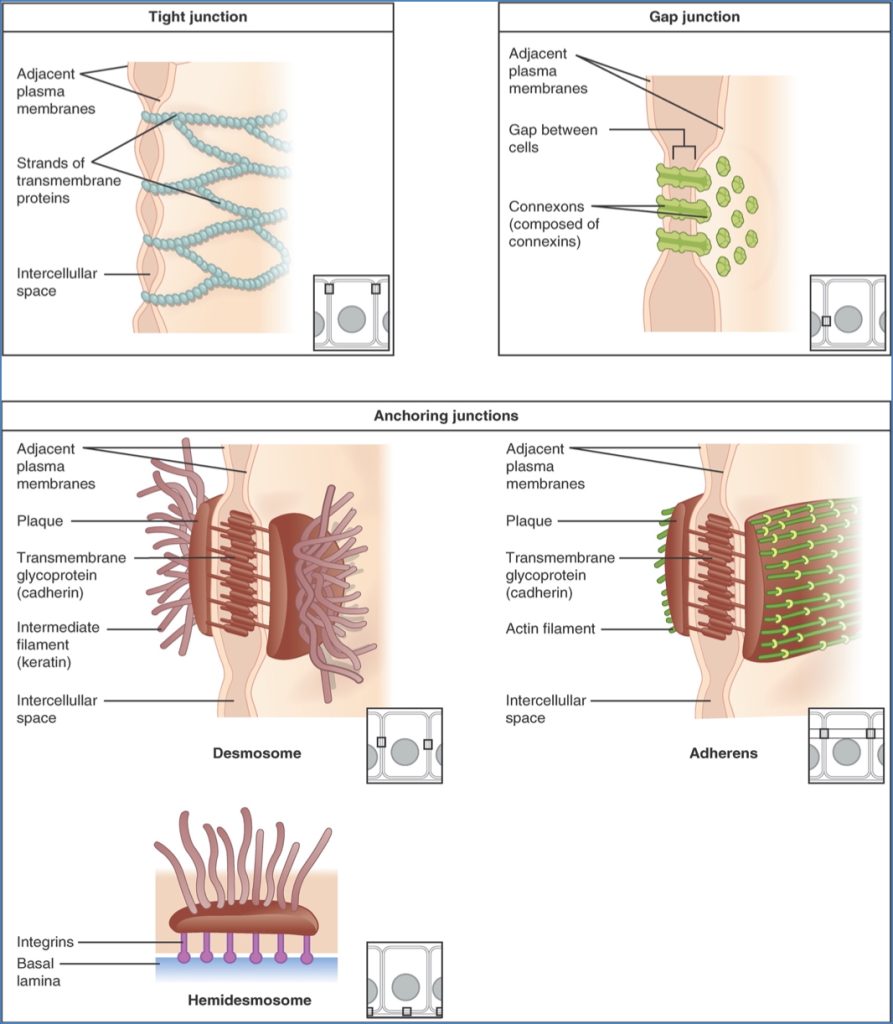 Characteristics of Epithelial Cells