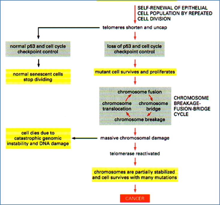 Chromosome Instability
