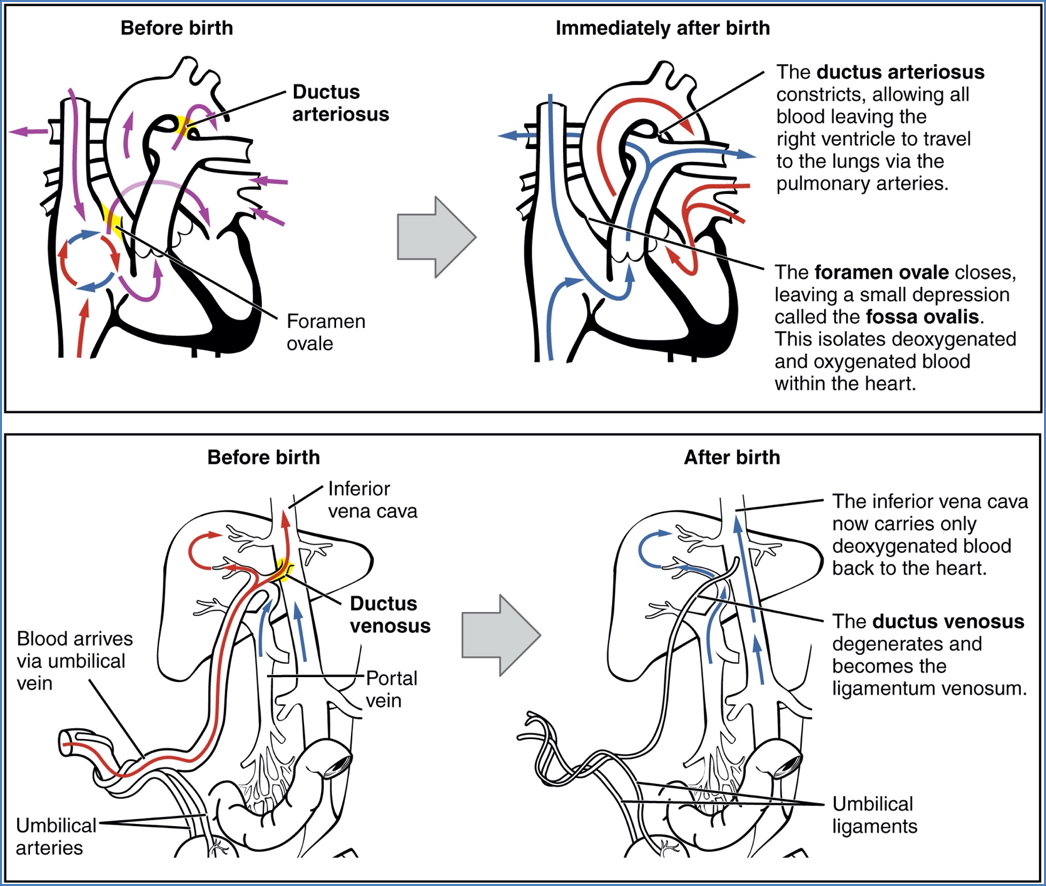 neonatal adaptations: Circulatory Changes