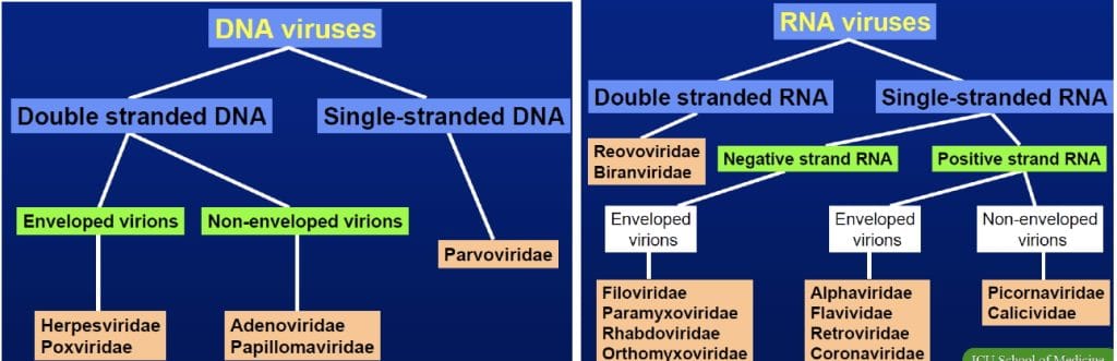 DNA & RNA Viruses