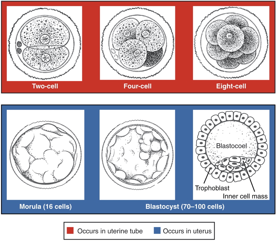 Cleavage & Blastocyst Formation