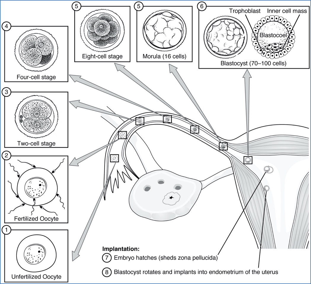 pregnancy: Cleavage & Blastocyst Formation