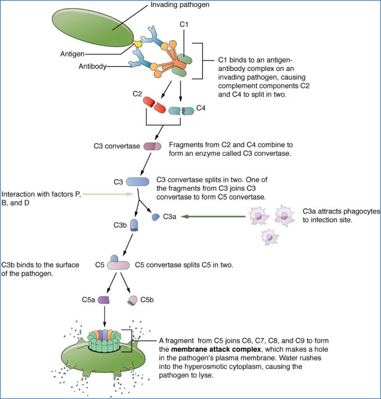 Complement System Immunity Lysis Immune System Overview | Immunology | MedStudentNotes