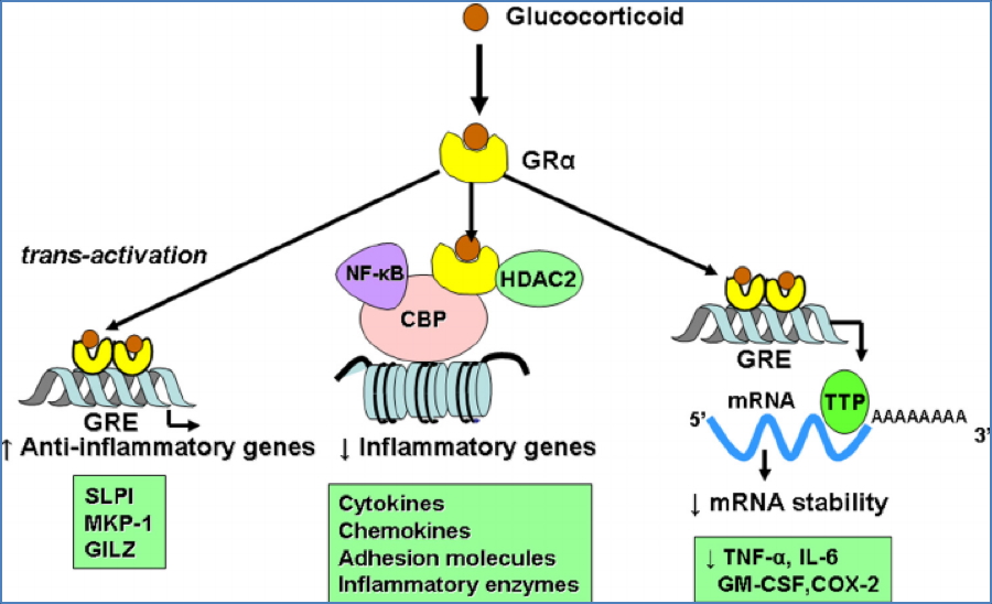 glucocorticoid Treatment of asthma