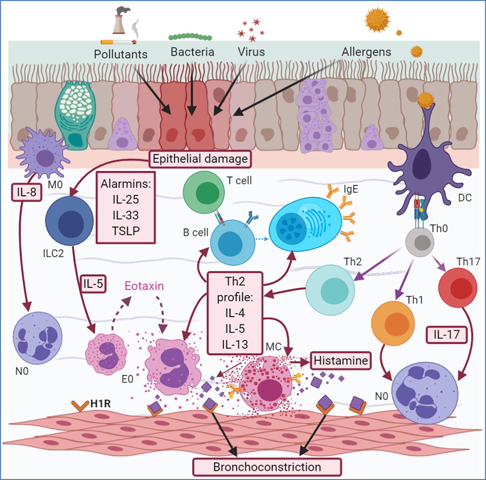 Corticosteroids & Asthma