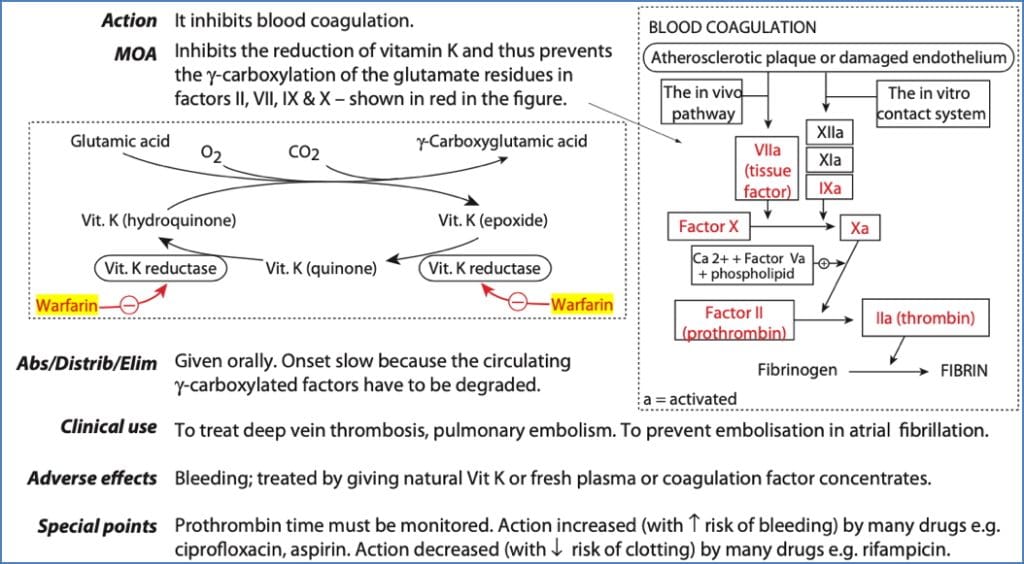 anticoagulant drugs: Coumadins