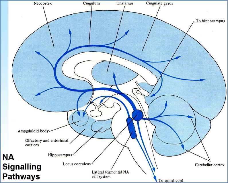 Monoamine Hypotheses