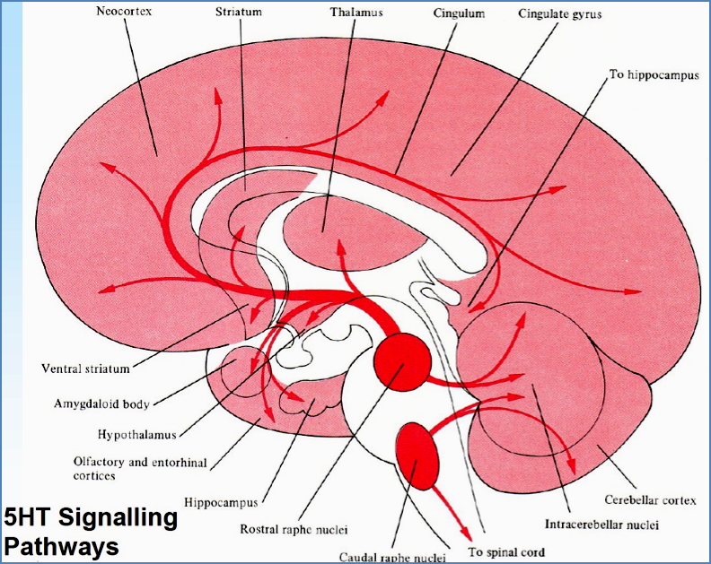 Monoamine Hypotheses