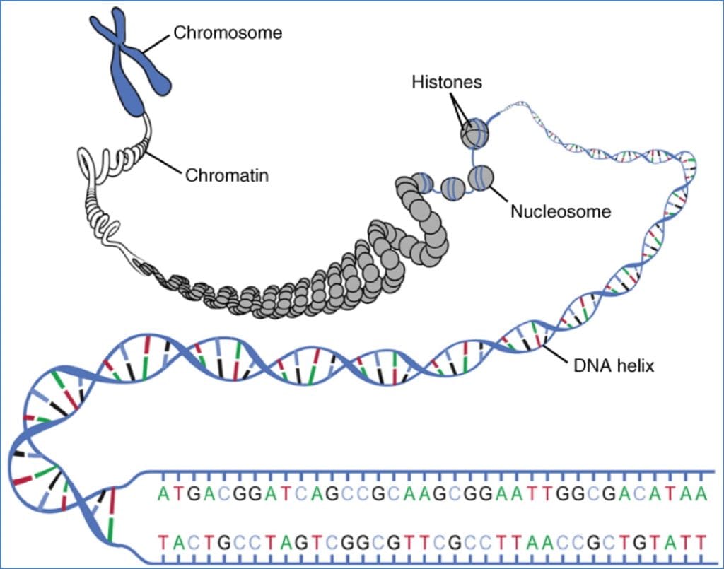 DNA Packaging into Chromosomes