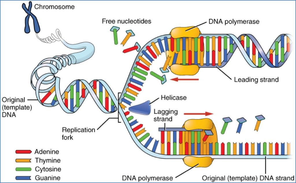 DNA Replication
