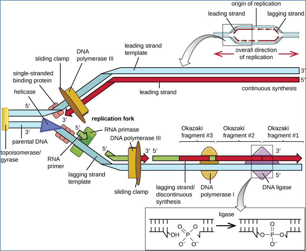DNA Replication