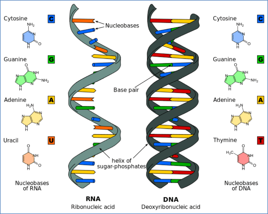 DNA Vs RNA