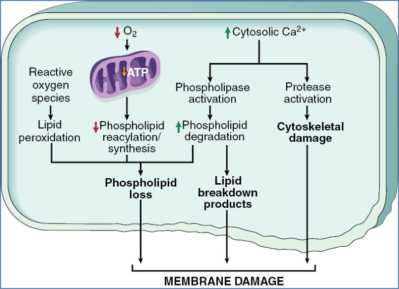 Cell Injury and Death - Defects in Membrane Permeability