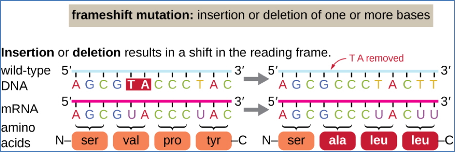 Deletion-Type Gene Mutations