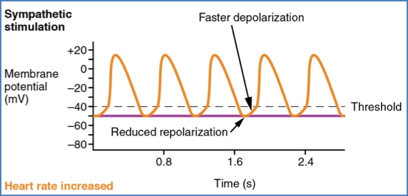 Diagram- The Effects of Sympathetic NS on the Heart – Class-II Antiarrhythmics