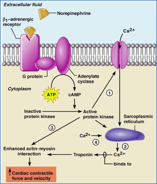 Diagram- The Effects of Sympathetic NS on the Heart – Class-II Antiarrhythmics 2