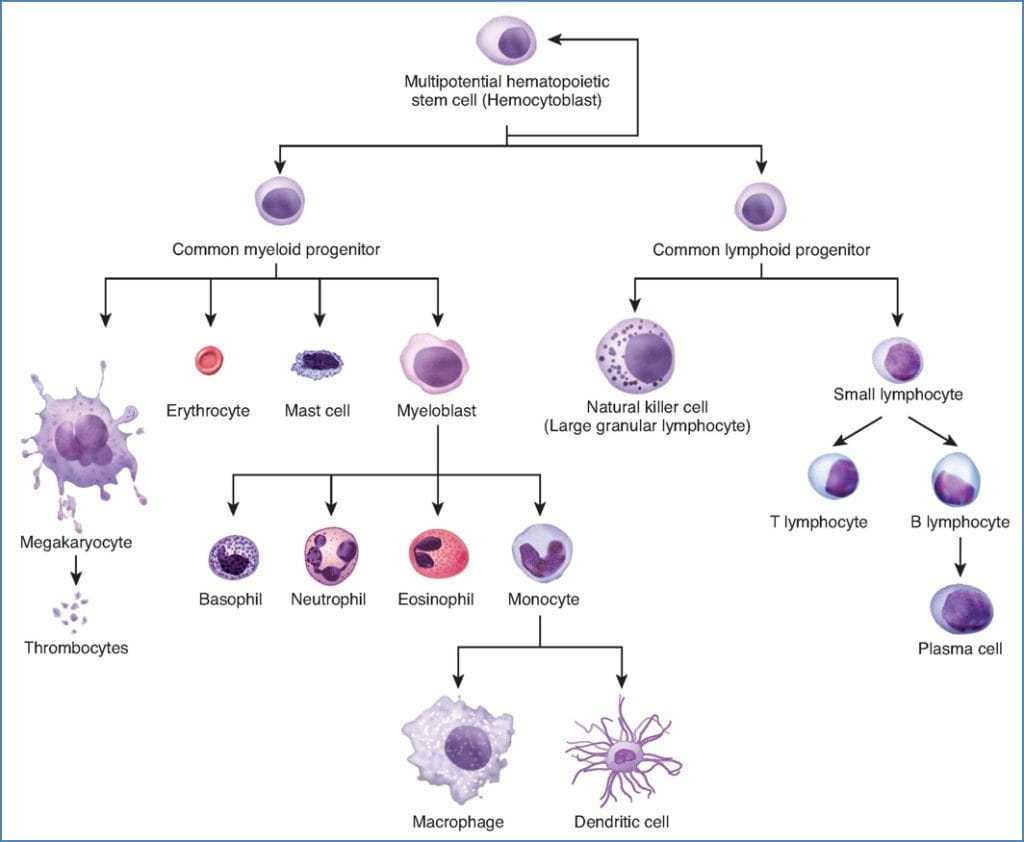 regulation of cell fate: Differentiation