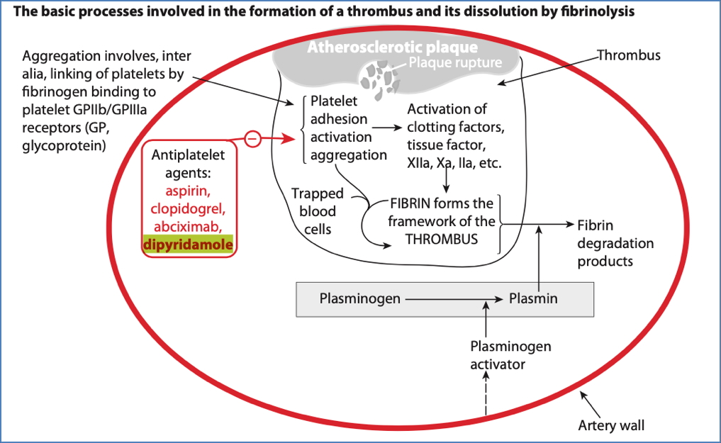 antiplatelet drugs: Dipyridamole