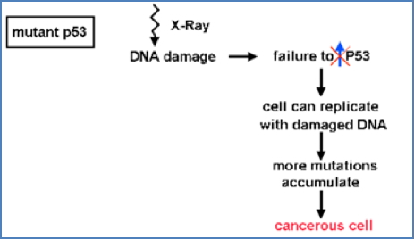 Dysfunction- **Defective P53 is the Most Common Feature of Cancer Cells