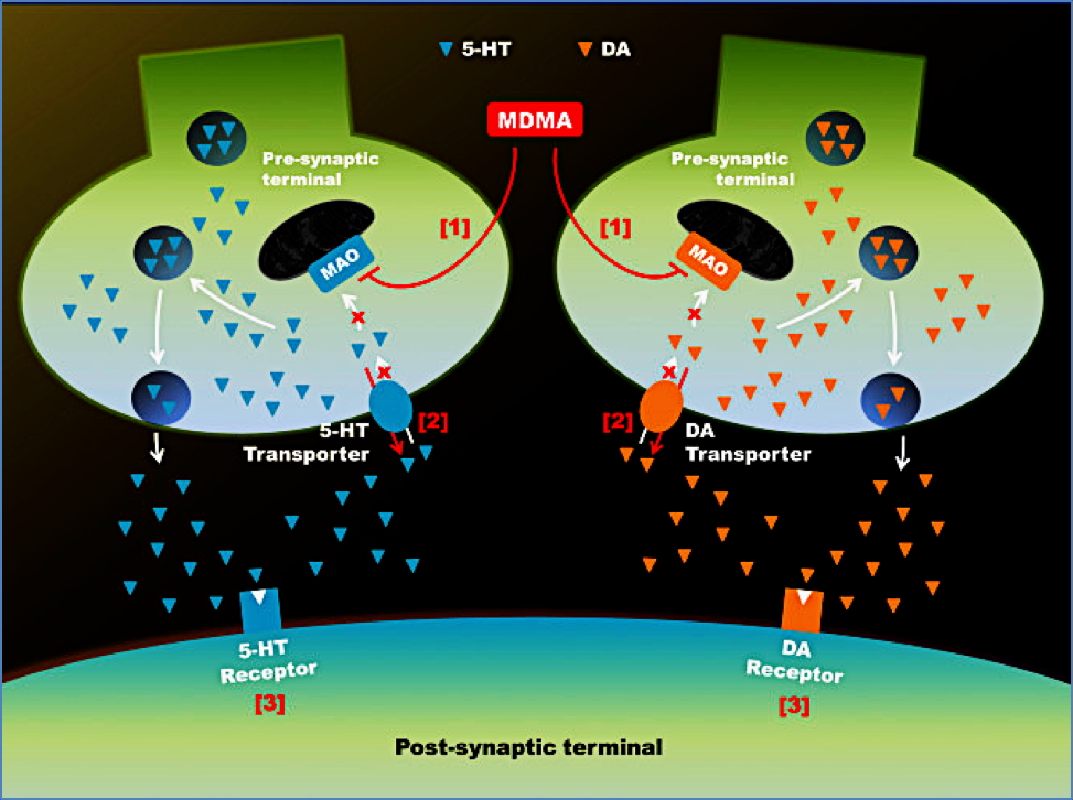 illicit drugs: ECSTASY